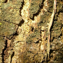 Wood texture