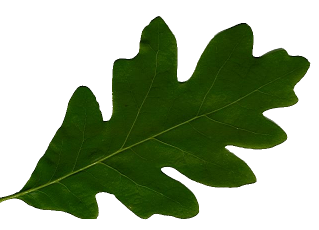 Leaf texture
